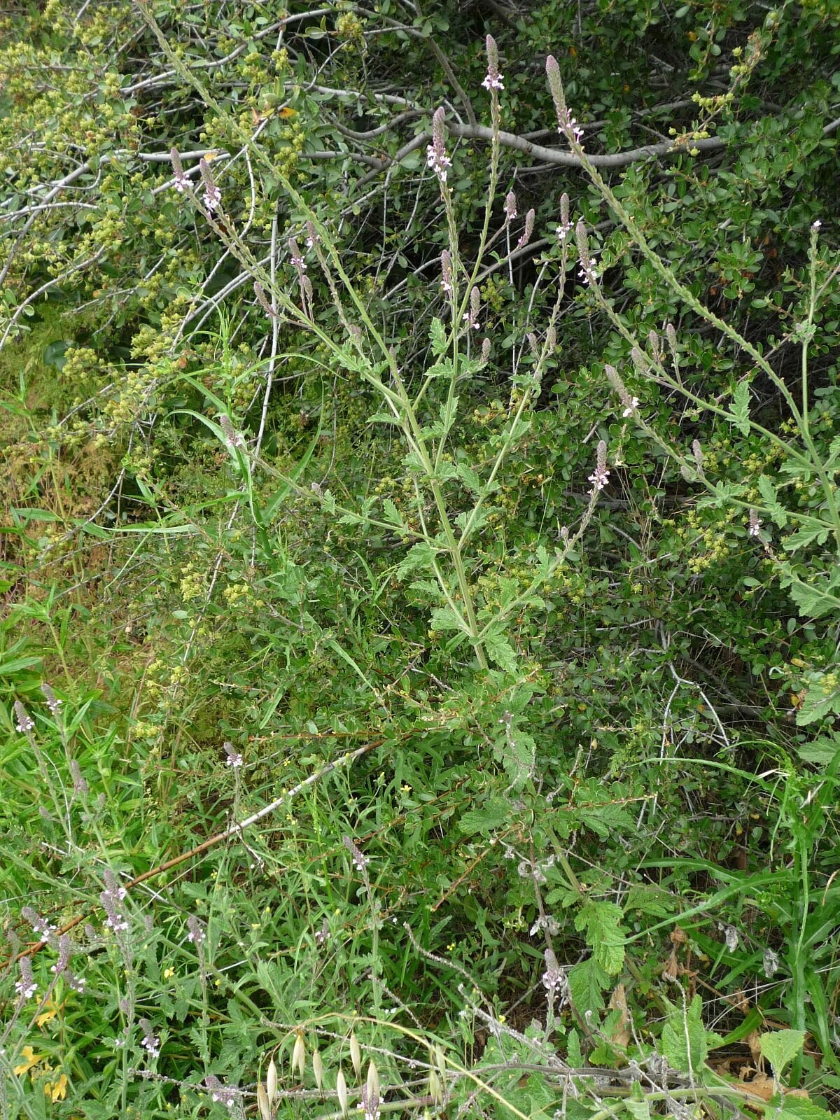 High Resolution Verbena lasiostachys Plant